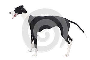 Greyhound isolated on white