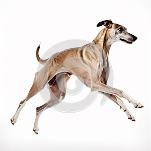 Greyhound in a jump, portrait close-up isolated on white. Brave pet, loyal friend, good companion,