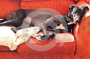 Greyhound lying and resting on a chair.