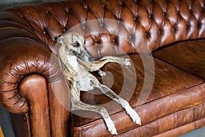 Greyhound pet dog