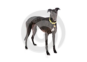 Greyhound