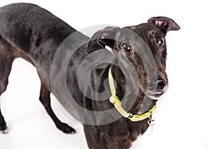 Greyhound