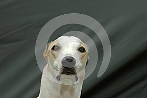 Greyhound portrait