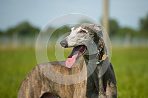 Greyhound portrait
