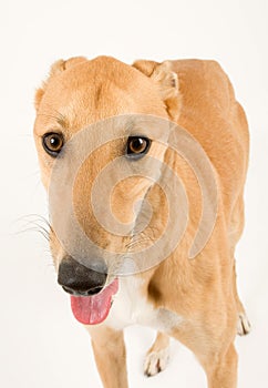 Greyhound Poser