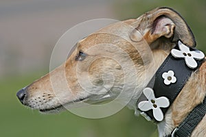 Greyhound Profile