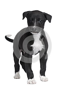 Greyhound puppy (6 weeks)