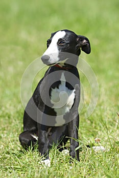 Greyhound puppy dog portrait