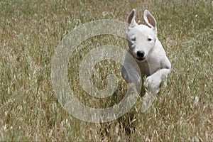 Greyhound puppy running through a field