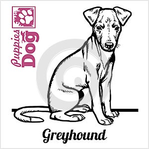 Greyhound puppy sitting. Drawing by hand, sketch. Engraving style, black and white vector image.