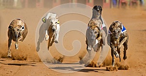 Greyhound race