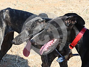 Greyhound race fast dog domestic animal field hare hunting photo