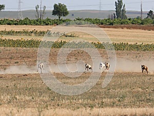 Greyhound race fast dog domestic animal field hare hunting photo