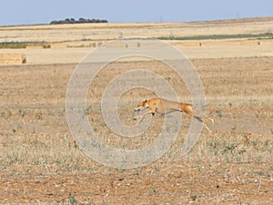 Greyhound race fast dog domestic animal field hare hunting photo