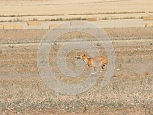 Greyhound race fast dog domestic animal field hare hunting photo