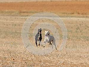 Greyhound race fast dog domestic animal field hare hunting photo