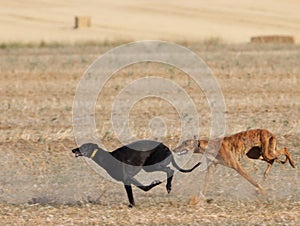 greyhound race fast dog domestic animal field hare hunting photo