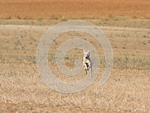 greyhound race fast dog domestic animal field hare hunting photo