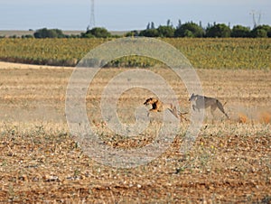 greyhound race fast dog domestic animal field hare hunting photo