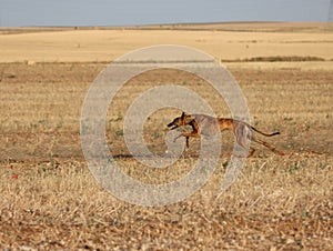 greyhound race fast dog domestic animal field hare hunting can photo