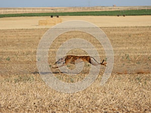 Greyhound race fast dog domestic animal field hare hunting photo