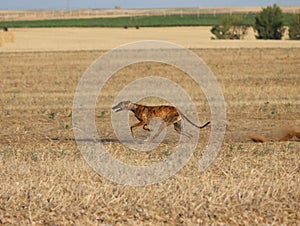 greyhound race fast dog domestic animal field hare hunting