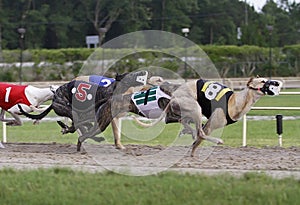 Greyhound Racing