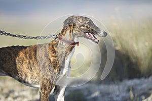 Greyhound ready to hunt