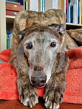 Greyhound resting