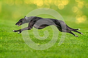 A greyhound is runnig fast