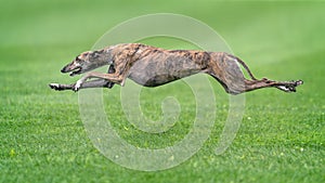 A greyhound running fast