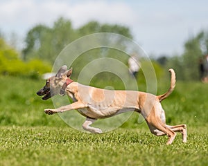 Greyhound running over a field from side.