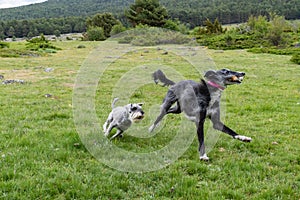 A greyhound running with a stick pursued by a schnauzer through a meadow