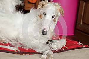 Greyhound, Russian borzoi resting