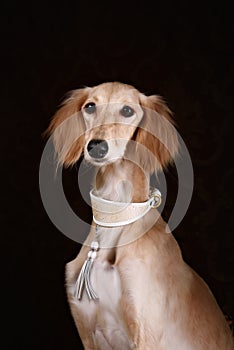 Greyhound saluki dog portrait