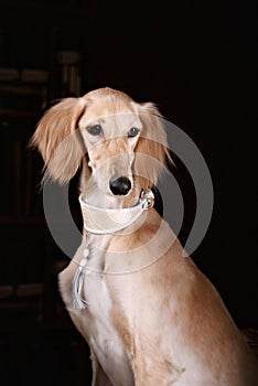 Greyhound saluki dog portrait