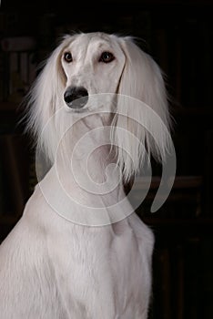 Greyhound saluki dog portrait