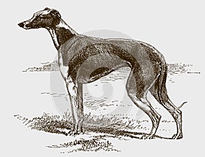 Greyhound in side view