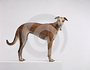 Greyhound stood on white background