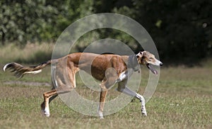 Greyhound walking outdoors.