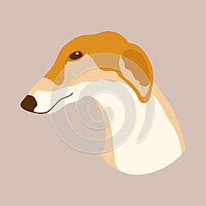 Greyhounds dog head vector illustration