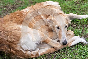 Greyhounds lies on the grass close-up
