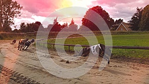 Greyhounds race
