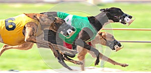 Greyhounds Sprint Down The Race Course In A Very Close Dog Race