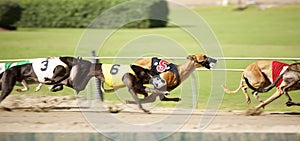 Greyhounds sprint down the track in a tight race.