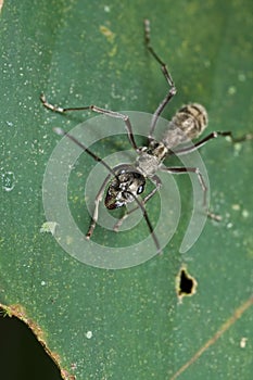 A greyish black ant on green leaf