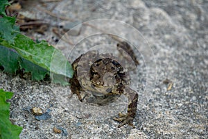 Greyish-brown skin covered with wart-like lumps toad move from the lair and walk on the concrete ground