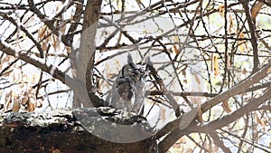 Greyish eagle-owl blinking eyes