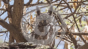 Greyish Eagle-owl on Dry Log