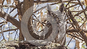 Greyish Eagle-owl on Dry Tree Branch